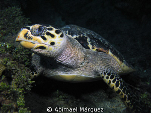 Turtle at Miss Oportunity Wreck, St. Thomas by Abimael Márquez 